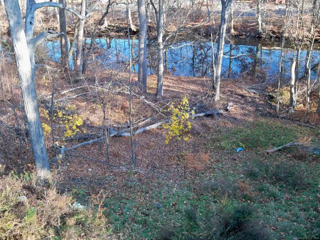 a view of a yard with plants and trees