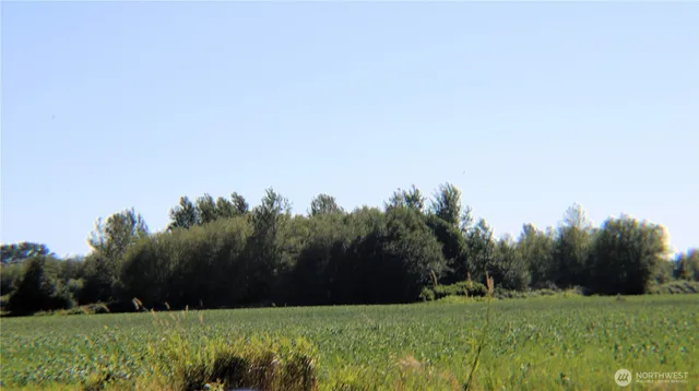 a view of grassy field with trees