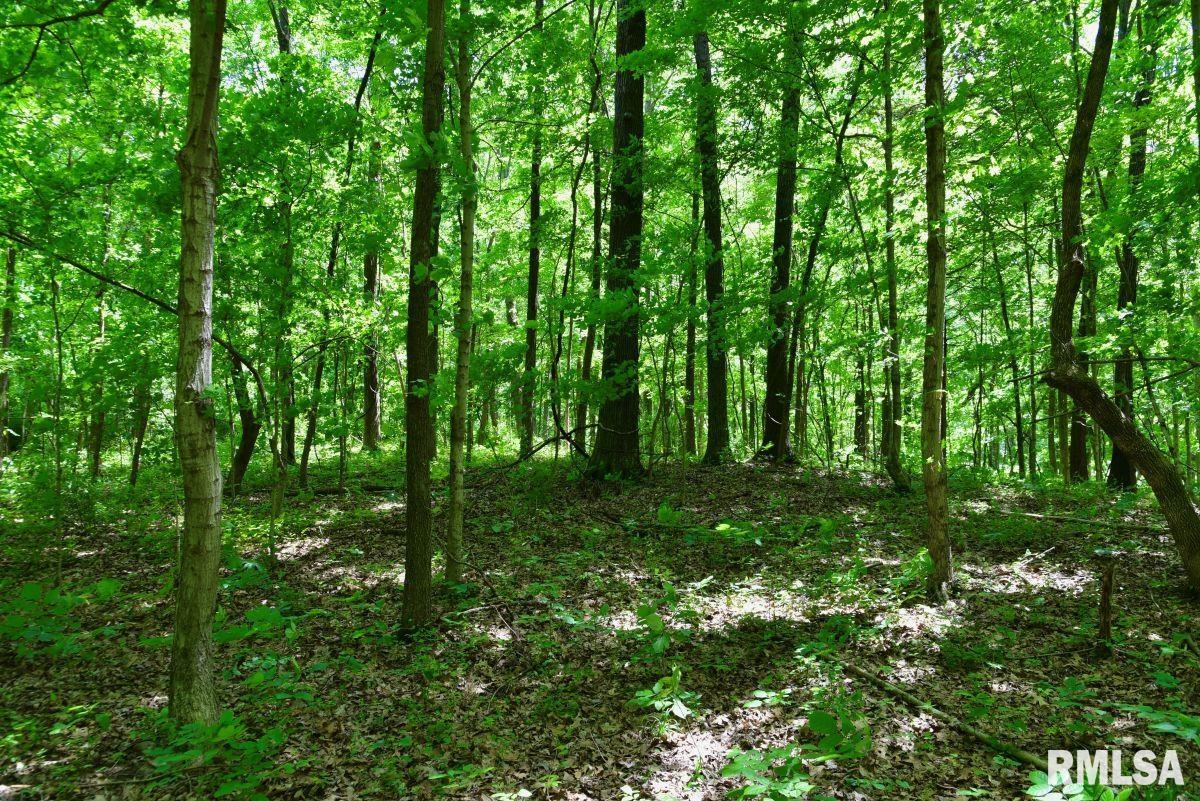 0 Battleford Road Stonefort, IL 62987 - Photo 5 of 22