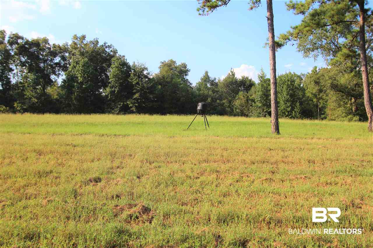 794 Dry Lake Road Luverne, AL 36049 - Photo 11 of 48 Food Plot