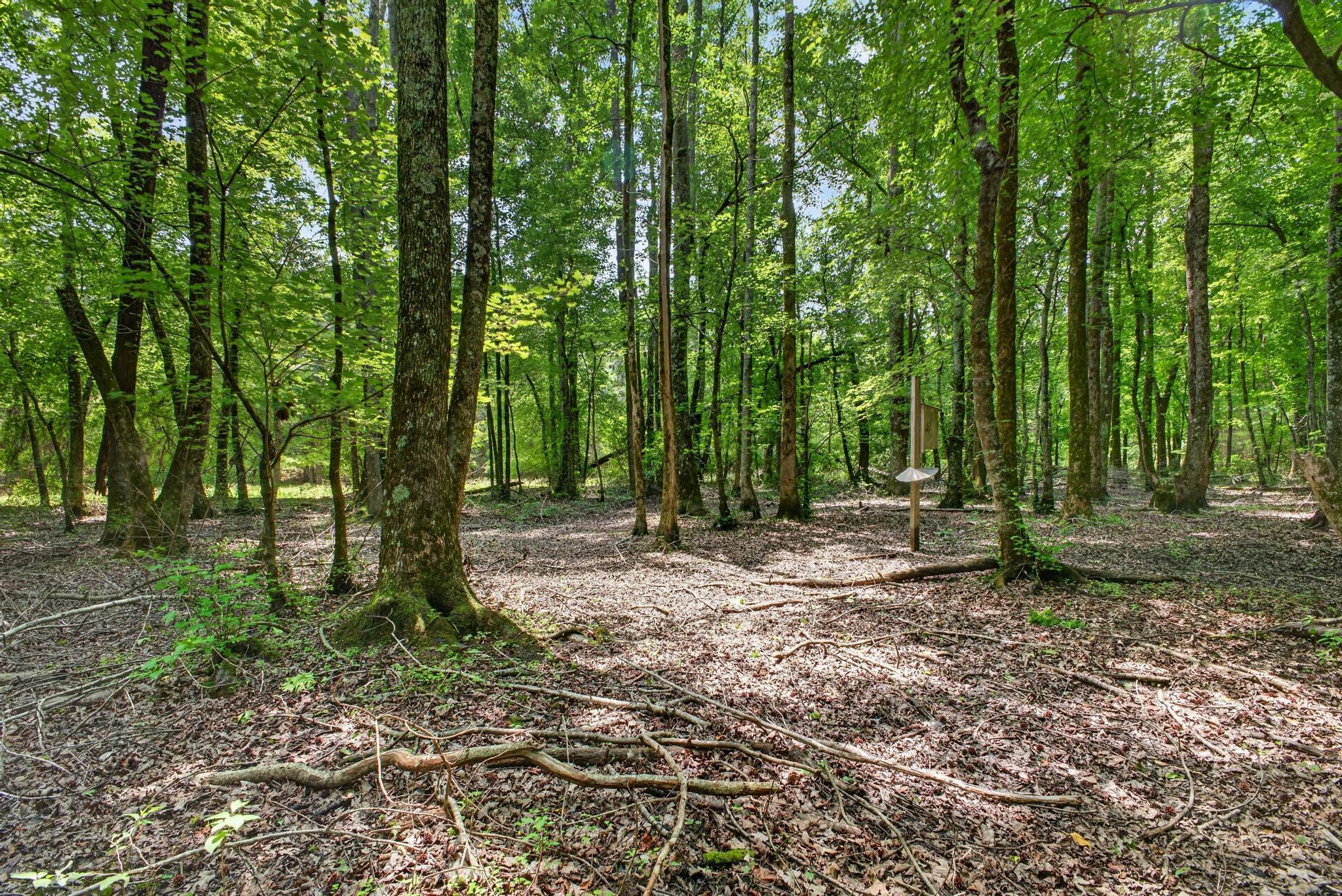Tbd Pineywood Road, Unit TBD Saluda, SC 29138 - Photo 10 of 17