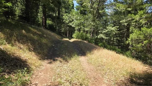 a view of backyard with tree