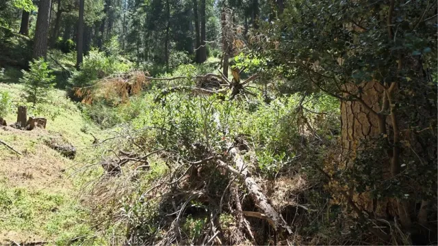 a backyard of a house with lots of green space