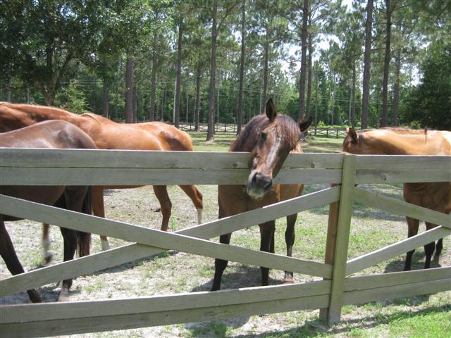 7789 Mud Lake Road Macclenny, FL 32063 - Photo 12 of 33 zoned for horses