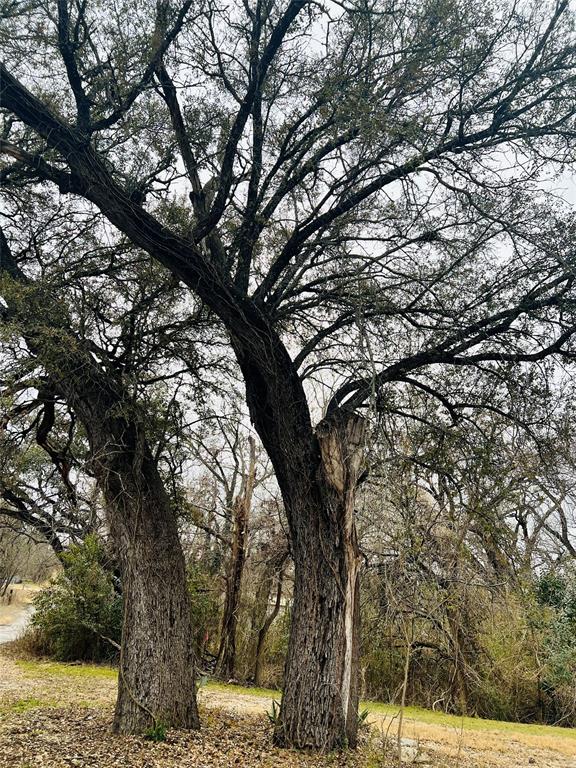 313 North Cage Street Hamilton, TX 76531 - Photo 2 of 8 a view of tree