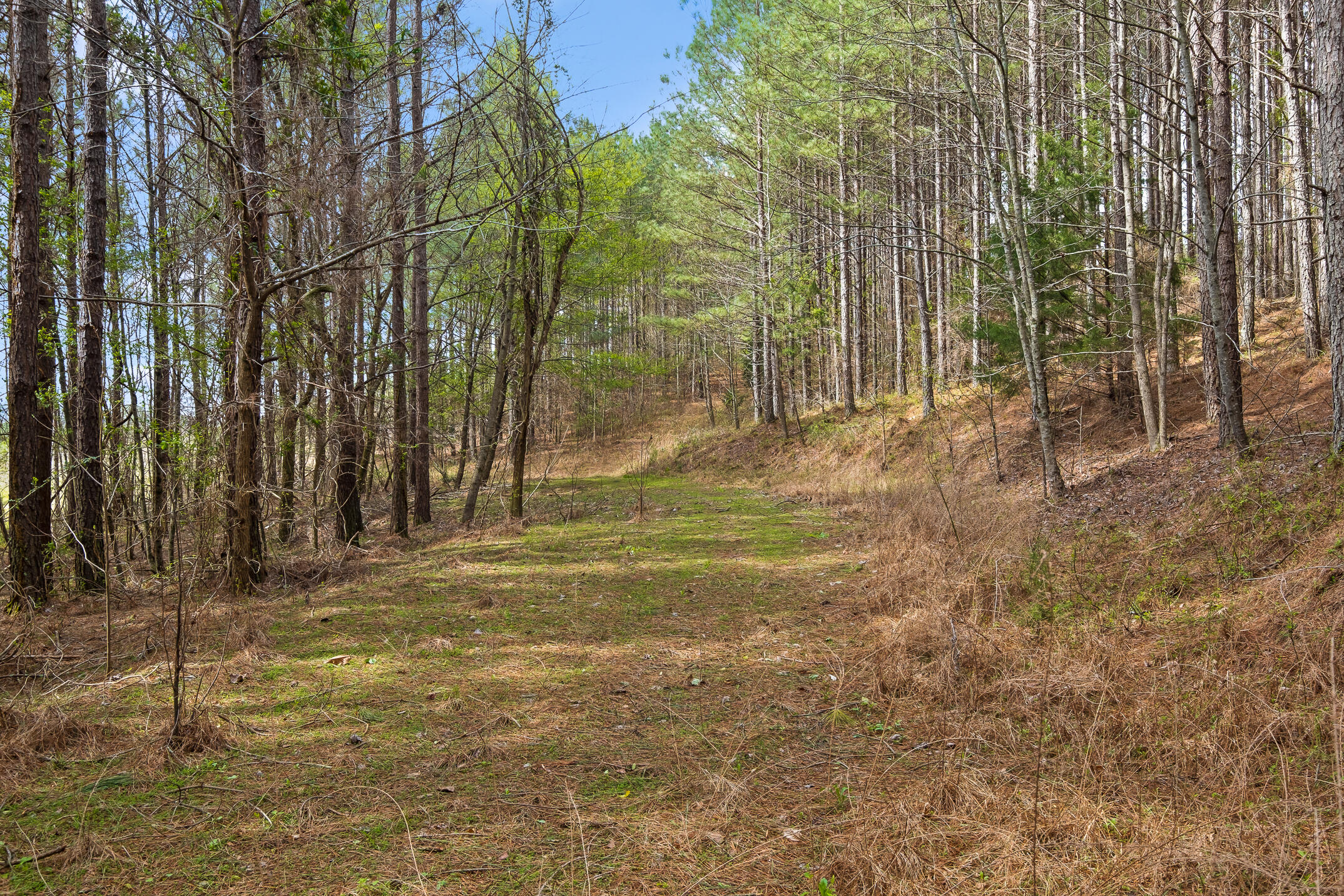 20.41 Plank Road Decatur, TN 37322 - Photo 34 of 36 Acreage
