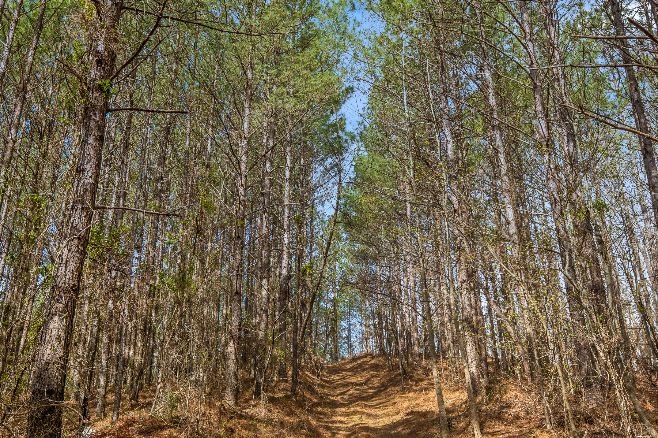 20.41 Plank Road Decatur, TN 37322 - Photo 36 of 36 Acreage