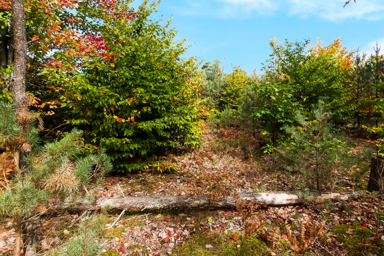 6172 Wallaker Road Benzonia, MI 49616 - Photo 52 of 54 48-Scene-48