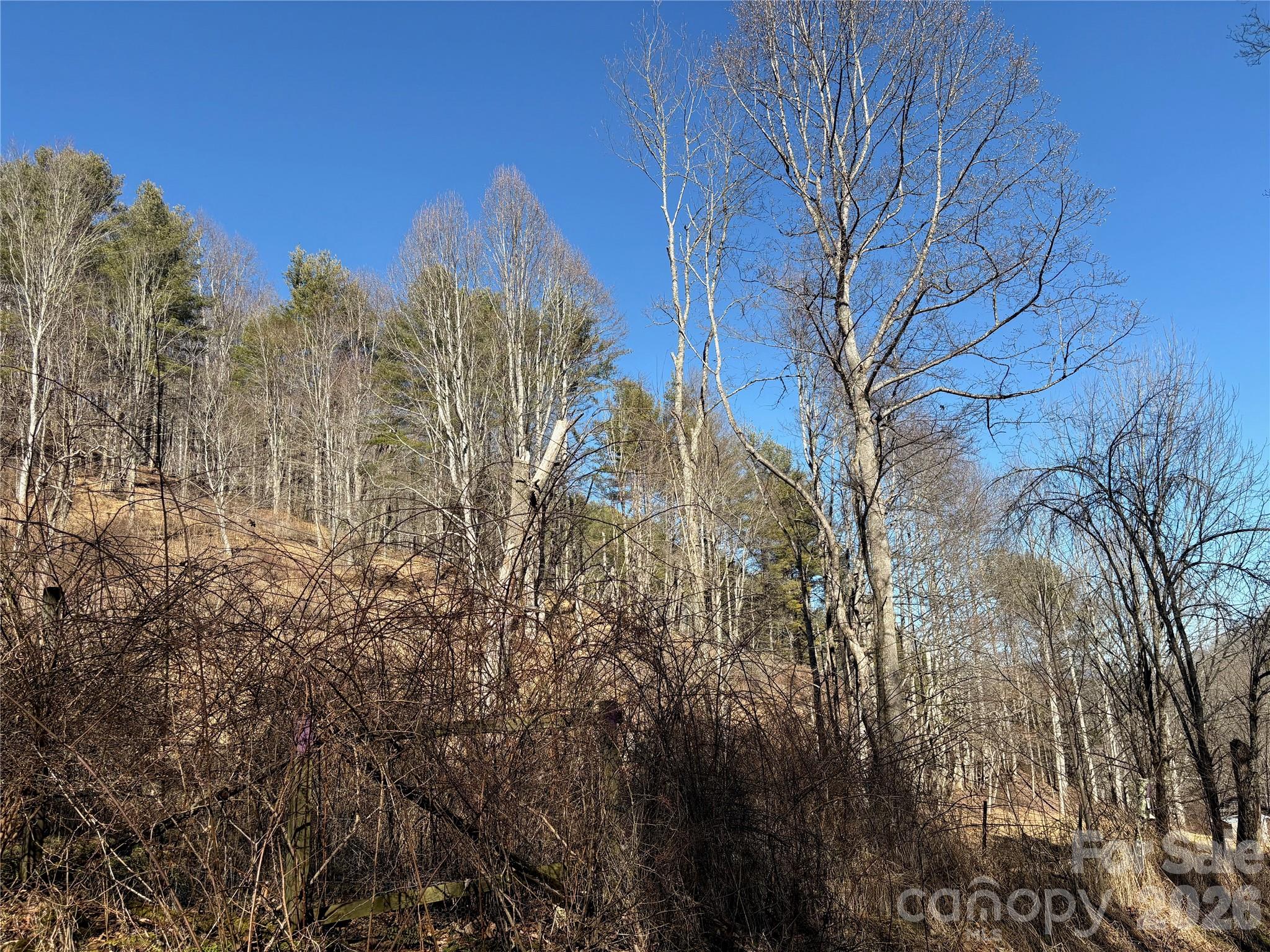 9999 Bee Log Road Burnsville, NC 28714 - Photo 15 of 16 a view of a yard with large trees