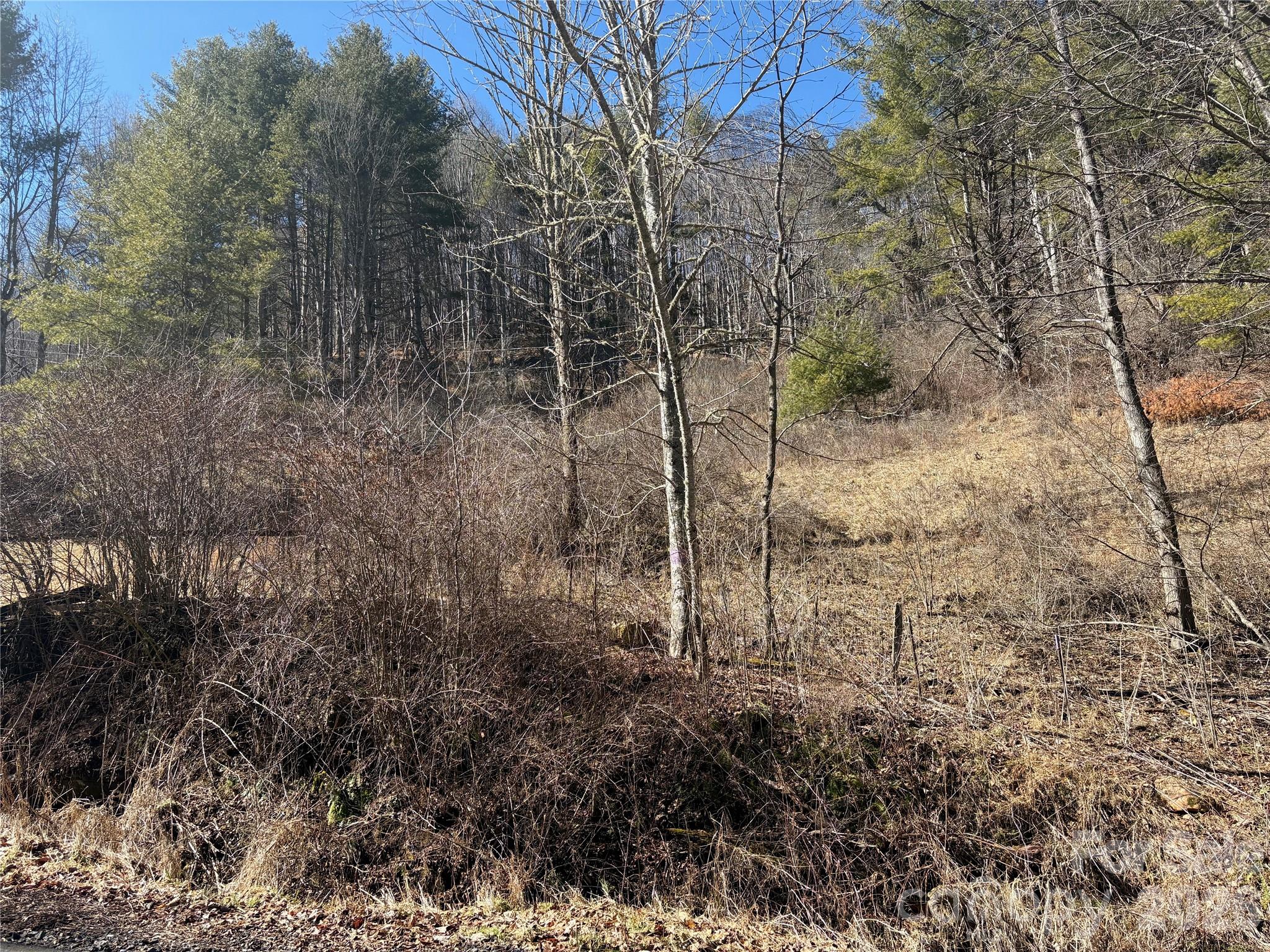 9999 Bee Log Road Burnsville, NC 28714 - Photo 2 of 16 a view of a forest with trees