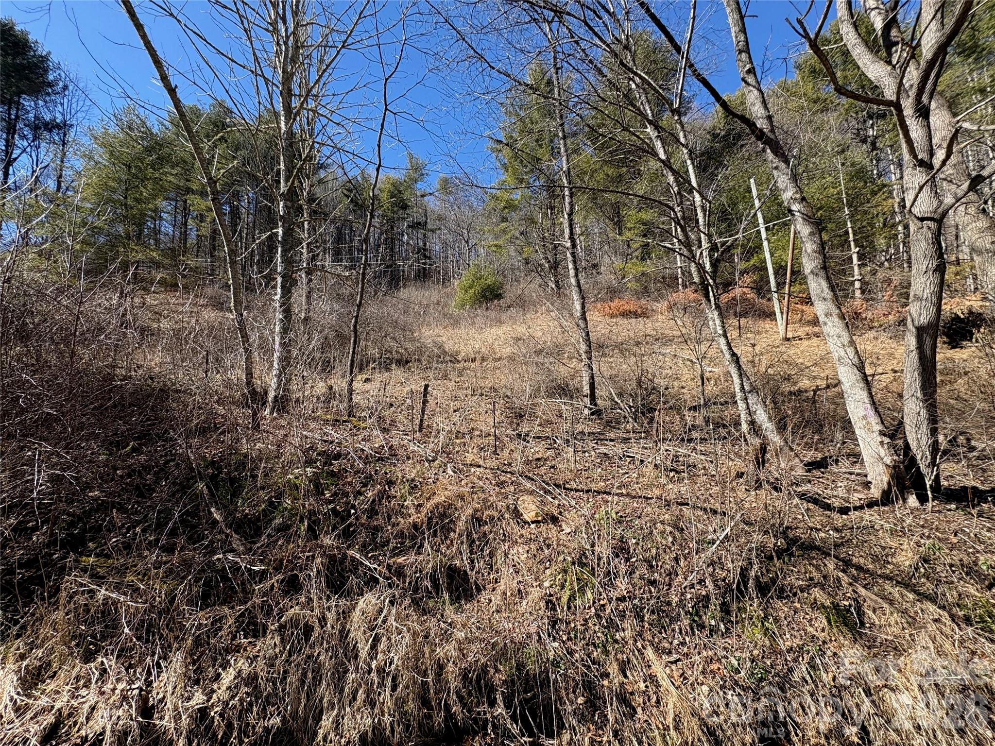 9999 Bee Log Road Burnsville, NC 28714 - Photo 6 of 16 a view of a yard with a tree