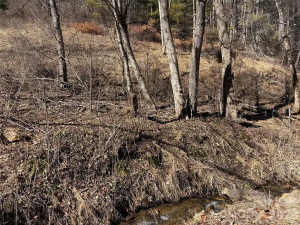 a view of a dry yard with trees