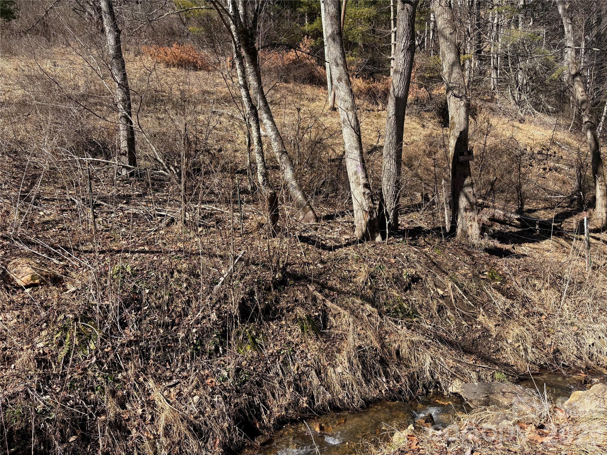 9999 Bee Log Road Burnsville, NC 28714 - Photo 8 of 16 a view of a dry yard with trees