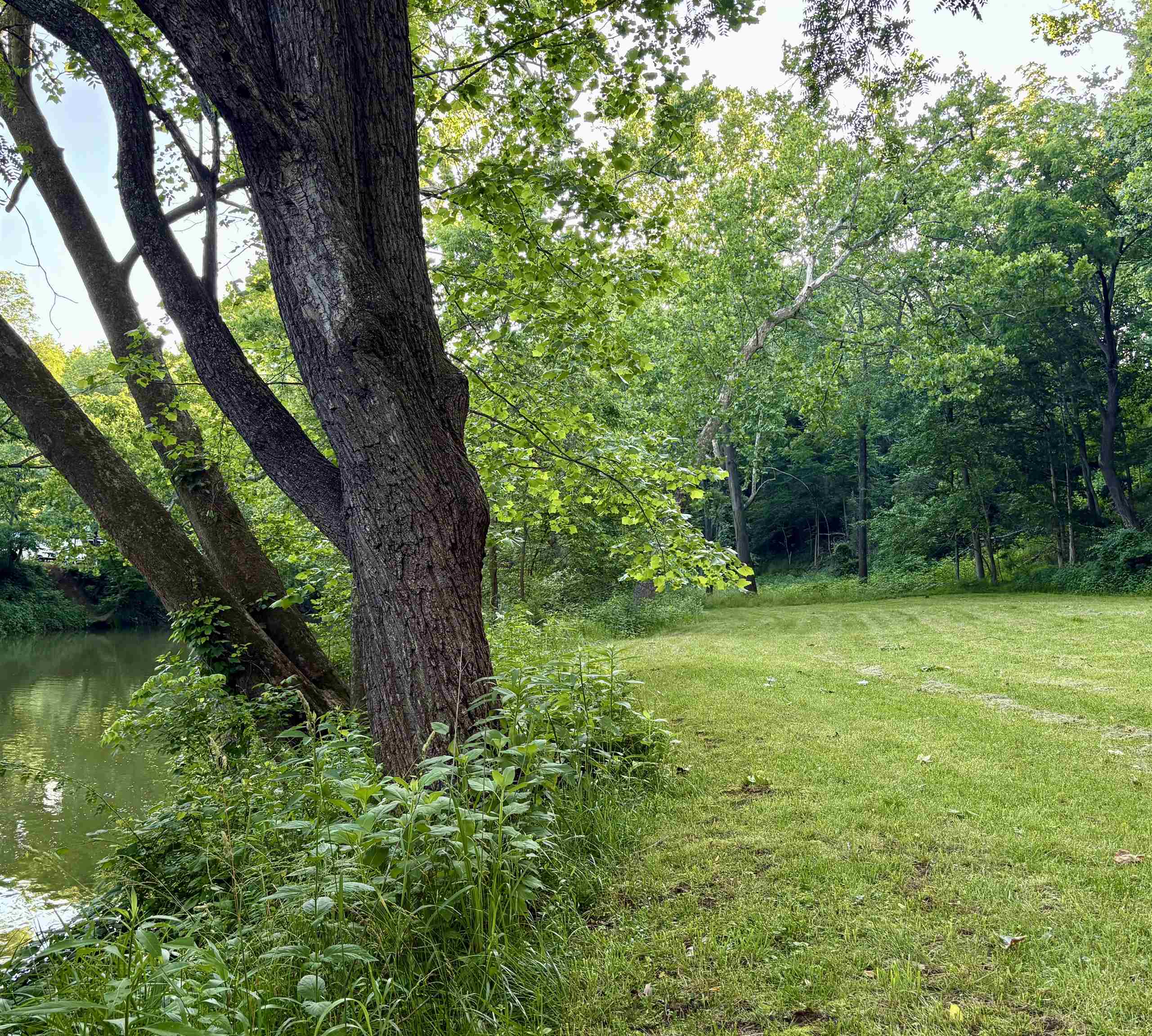 79 River Rdg Road Verona, VA 24482 - Photo 20 of 34 a view of yard with green space