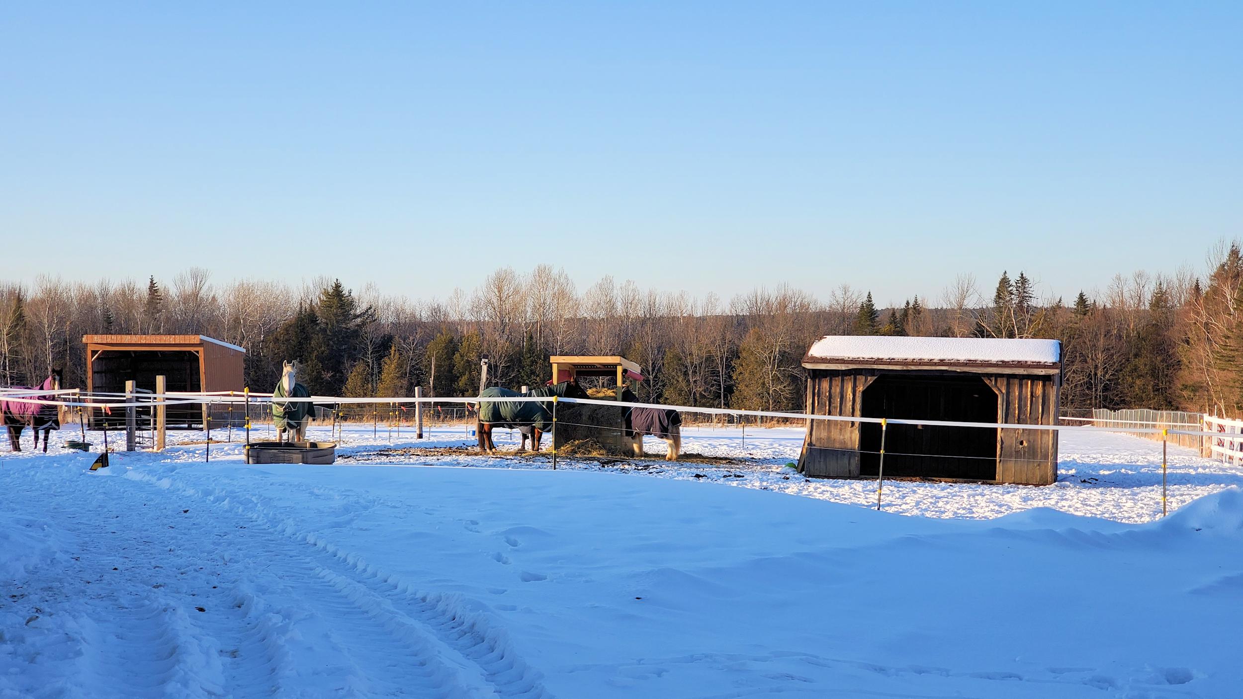 224 N Road Dixmont, ME 04932 - Photo 14 of 19 1_horses