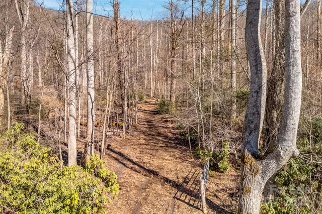 a view of a tree with a tree