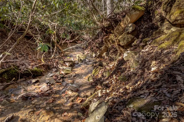 a view of a bird of a tree
