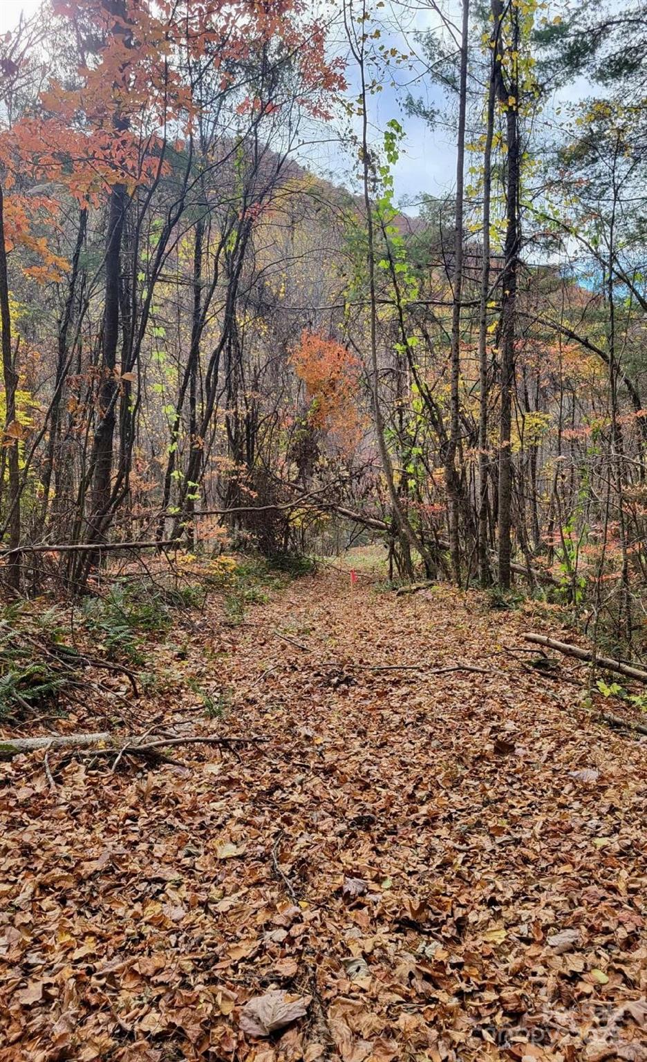 Tbd Billy Cv Road Candler, NC 28715 - Photo 25 of 37 a view of a yard with a tree