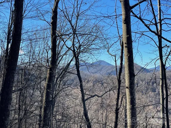 a view of a forest with a tree
