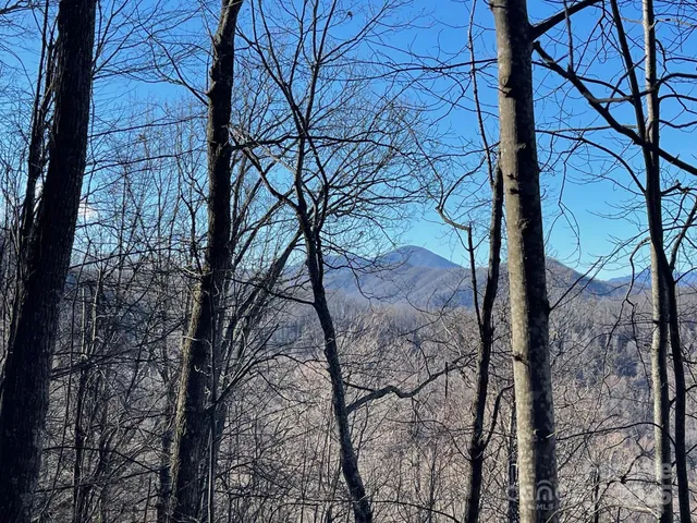 a view of a forest with a tree