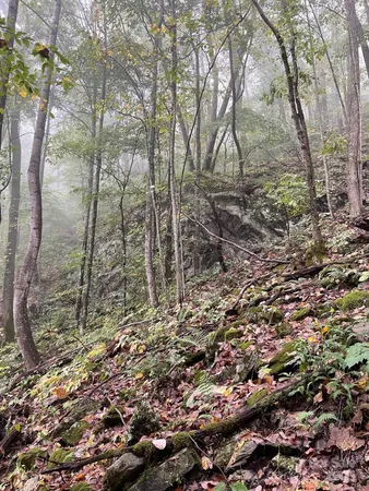 a view of a forest with trees