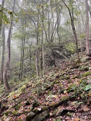 a view of a forest with trees