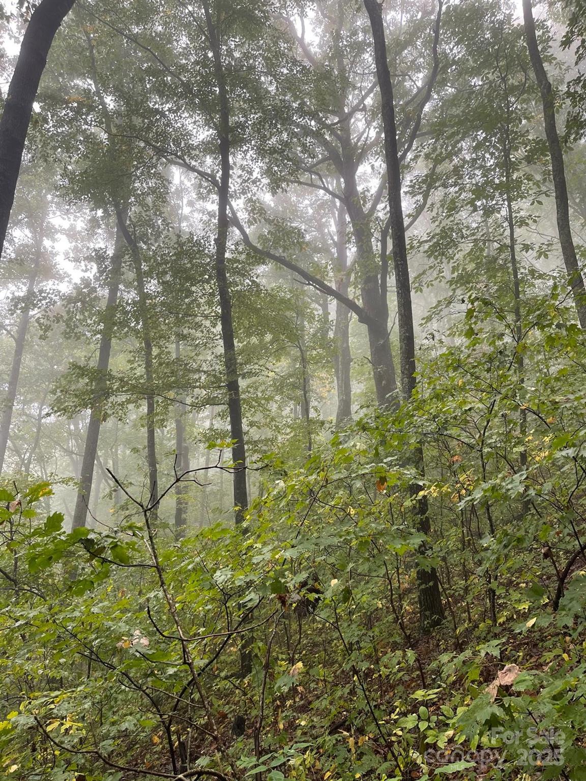 Tbd Billy Cv Road Candler, NC 28715 - Photo 10 of 37 a view of a yard with plants and trees