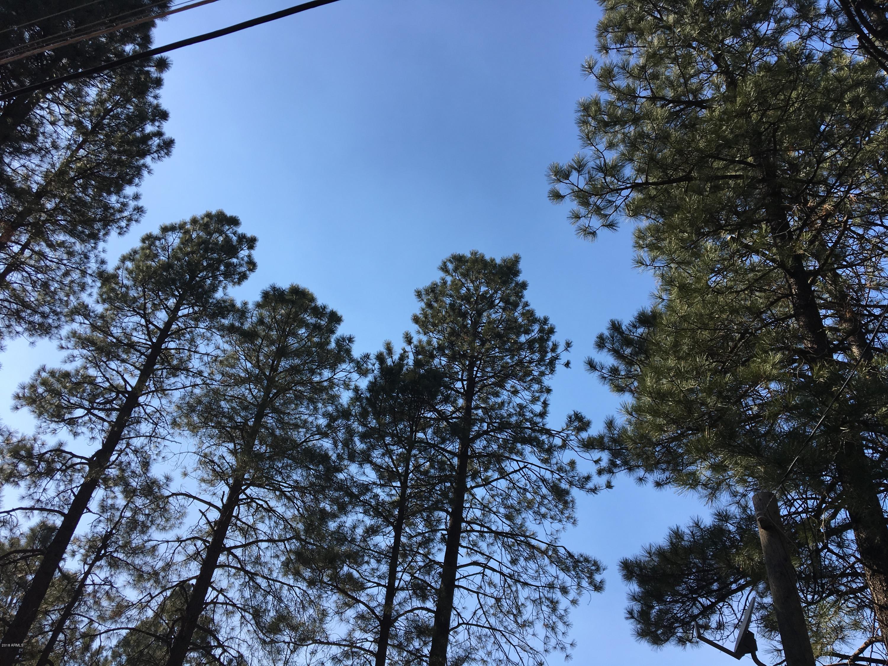 4243 East Blue Ridge Loop Pinetop, AZ 85935 - Photo 19 of 21 Towering Ponderosa Pines