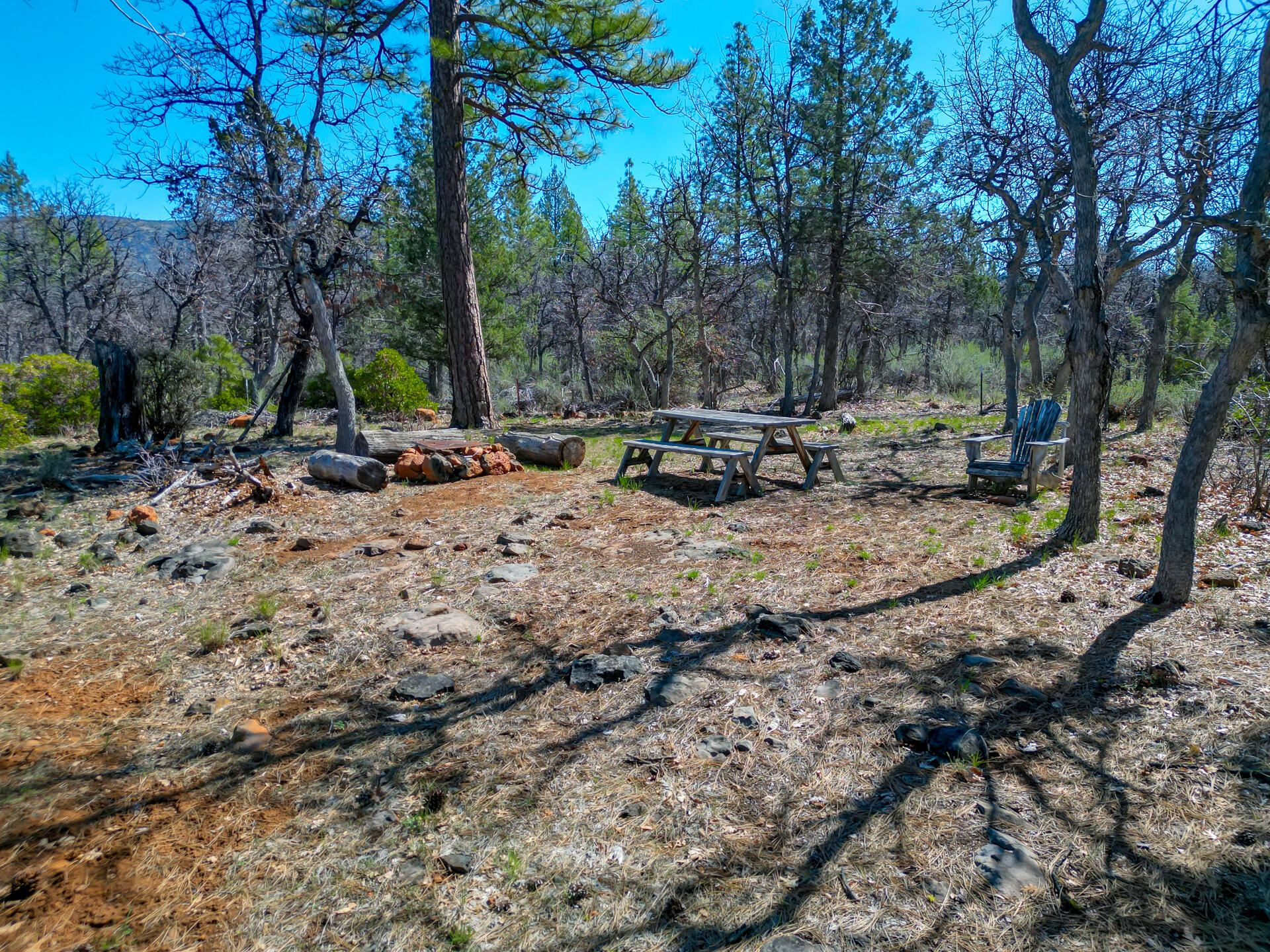 547-705 Old Hwy Road McArthur, CA 96056 - Photo 61 of 62 a view of a yard with a tree