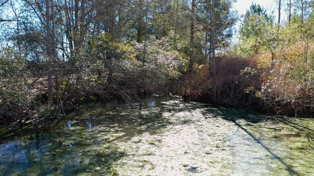 46-acres Post Oak Road Slocomb, AL 36375 - Photo 20 of 24