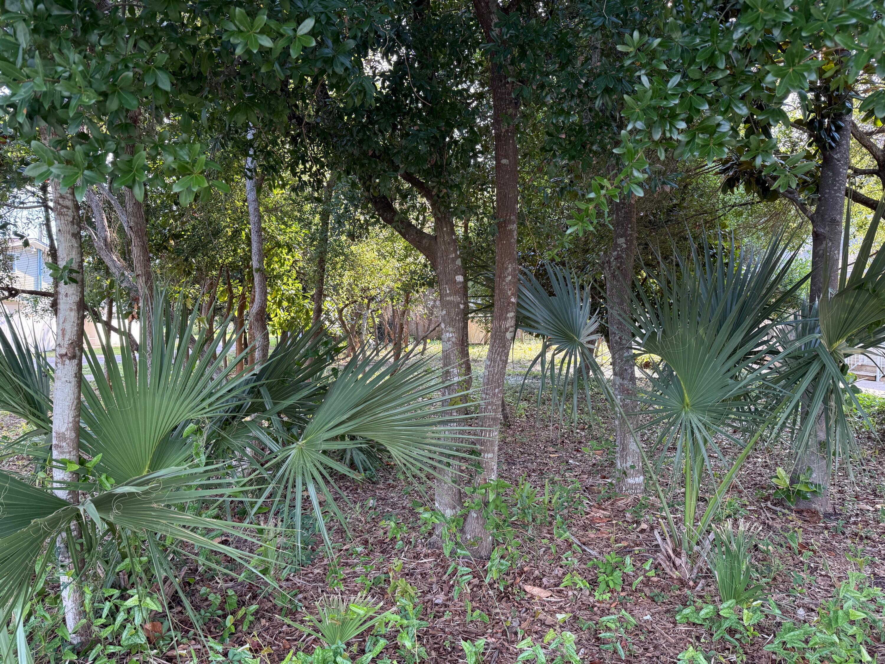 317 Main Street Destin, FL 32541 - Photo 2 of 3 a backyard of a house with lots of green space