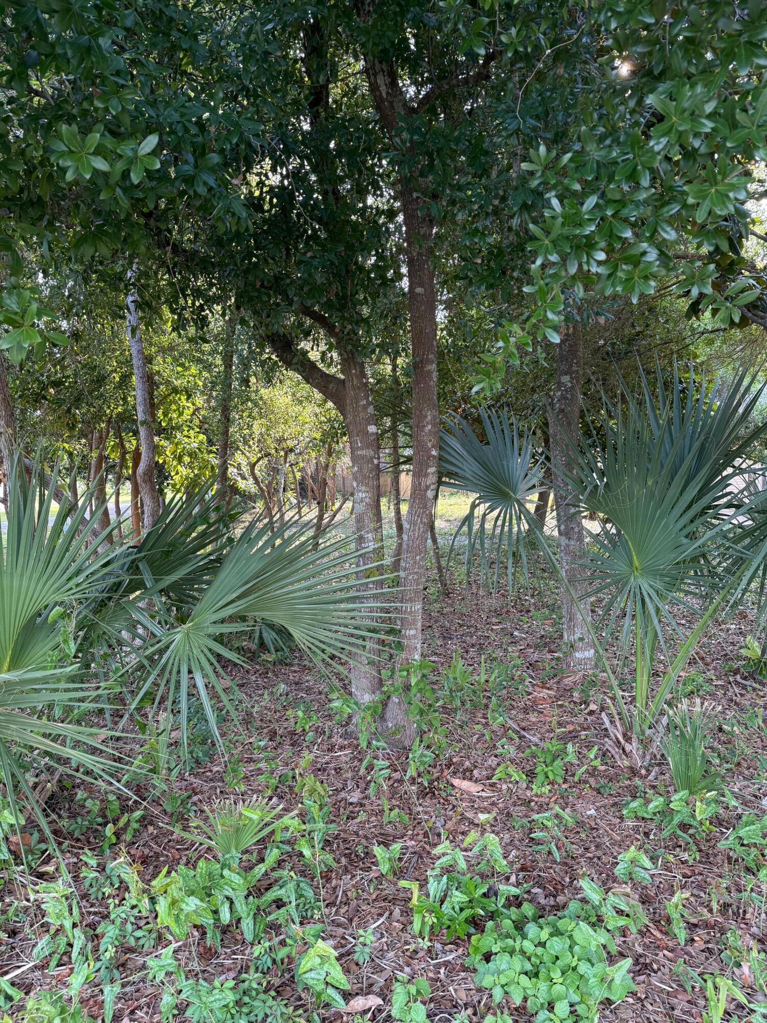 317 Main Street Destin, FL 32541 - Photo 3 of 3 a backyard of a house with lots of green space and fountain