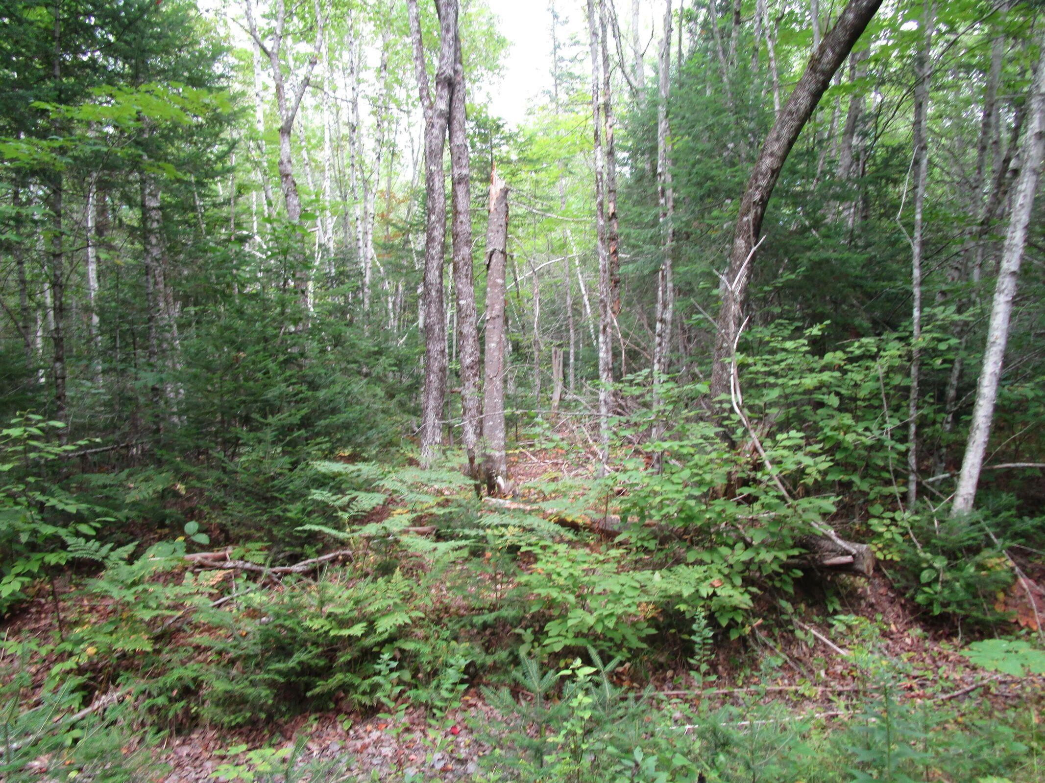 Lot#17 Randall Ridge Howland, ME 04448 - Photo 4 of 4 20220525203218418068000000-o