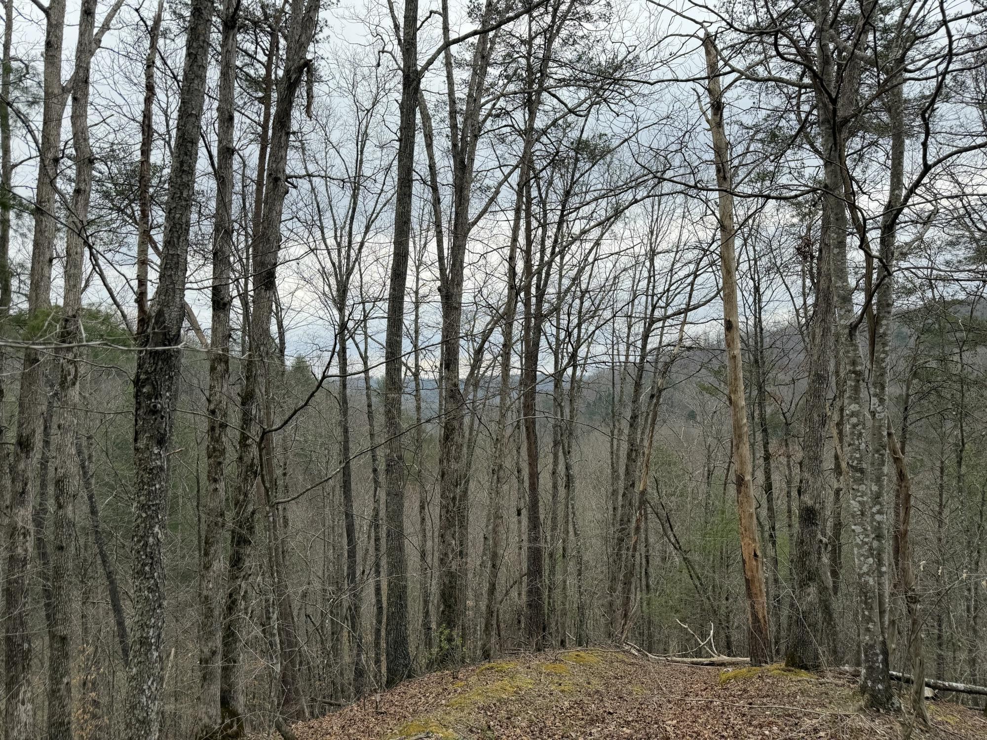 899 Morning Glory Road Oneida, TN 37841 - Photo 16 of 27