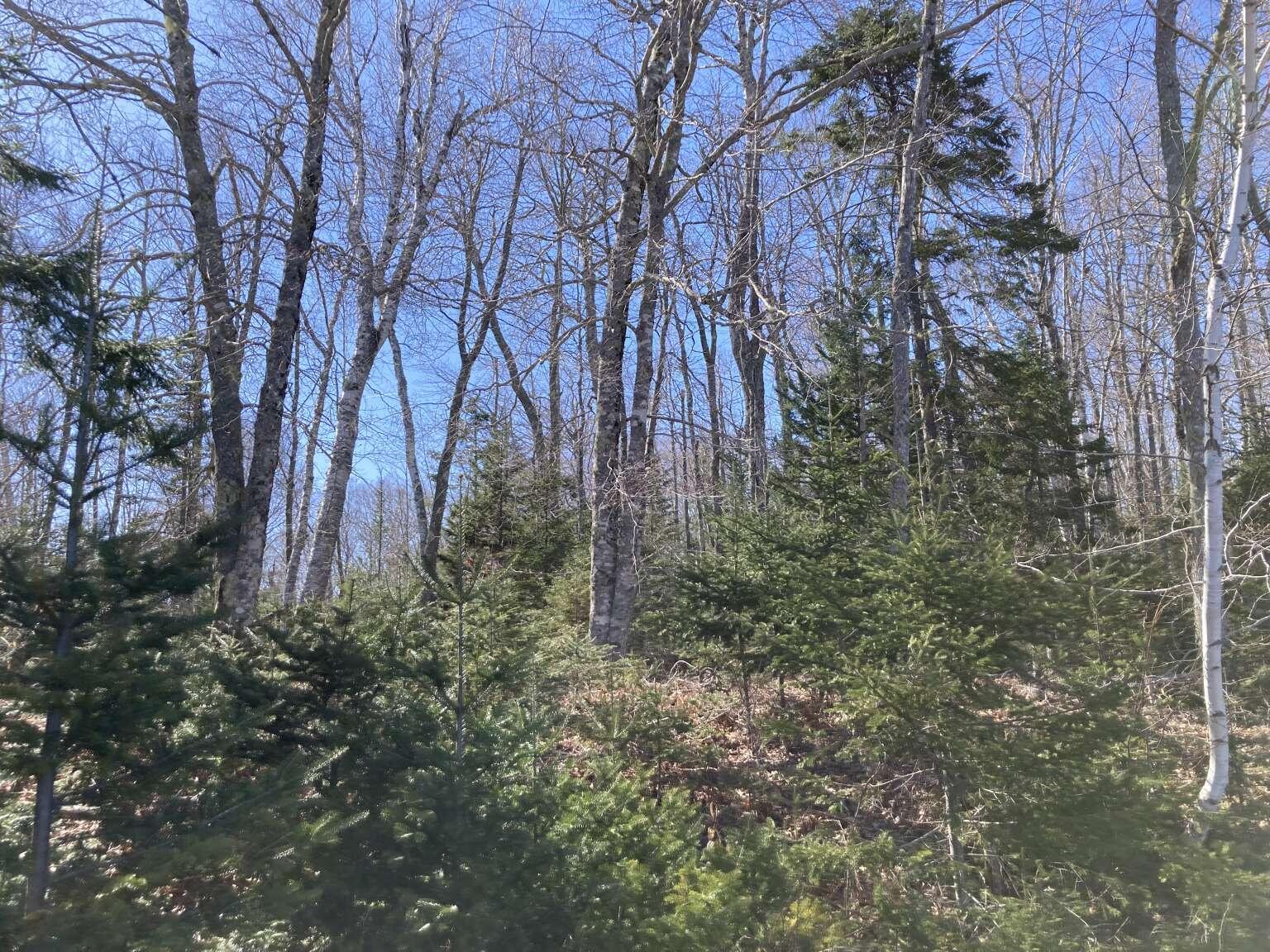 241 Tannery Brook Road Mariaville, ME 04605 - Photo 17 of 20