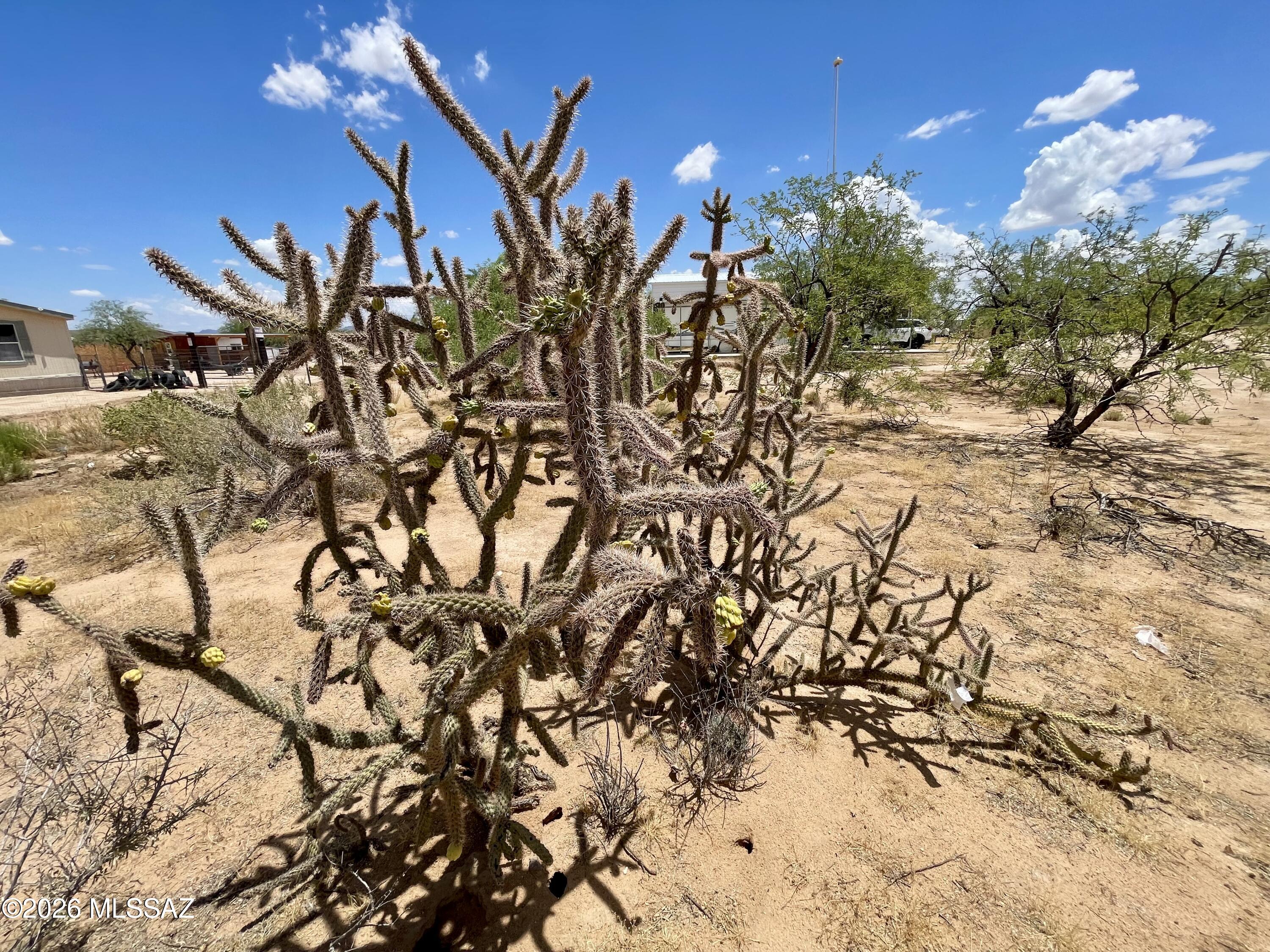 8535 South Marstellar Road Tucson, AZ 85736 - Photo 23 of 30 Nice Cacti flowering