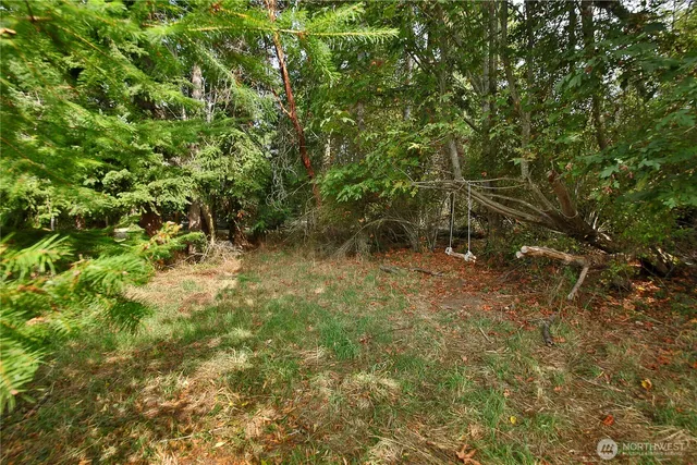 a view of a yard with plants and large trees
