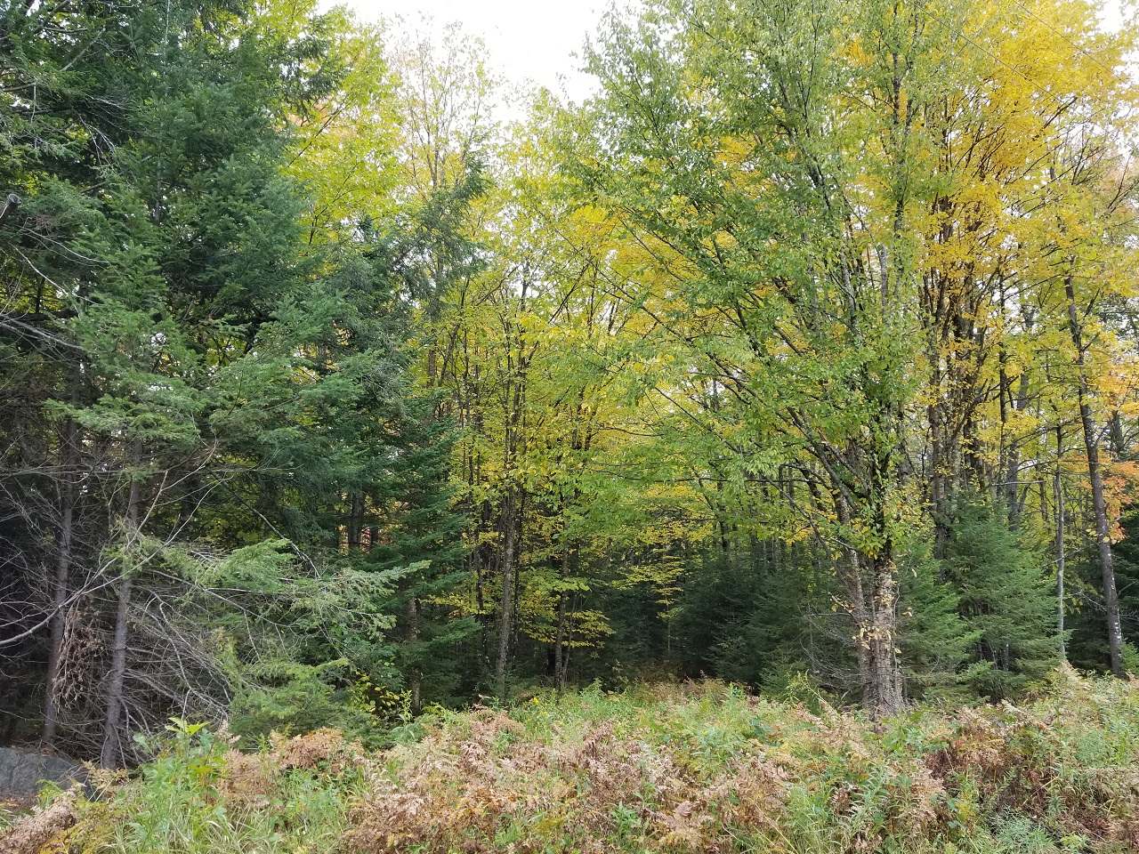 Lot 6 John Dul Road Mercer, WI 54547 - Photo 5 of 27 Gallery Image 5