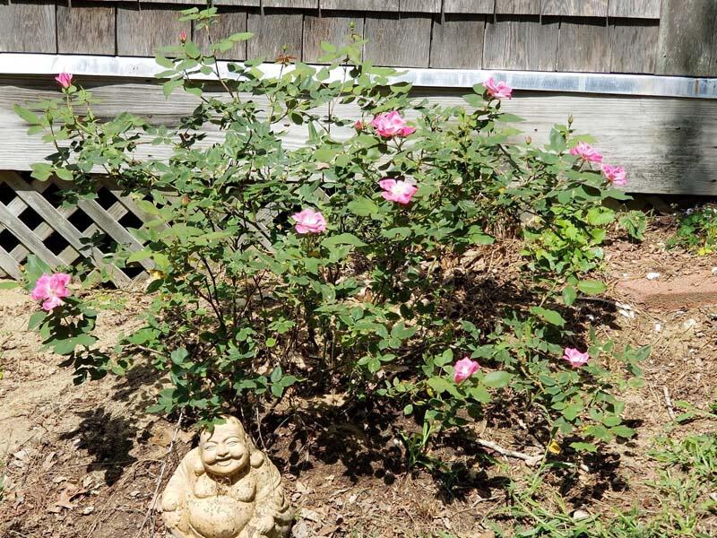 48 Nauhaught Bluff Road Wellfleet, MA 02667 - Photo 24 of 31 Garden blooms