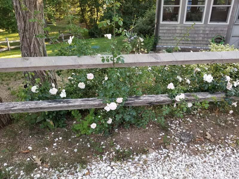 48 Nauhaught Bluff Road Wellfleet, MA 02667 - Photo 8 of 31 Garden blooms