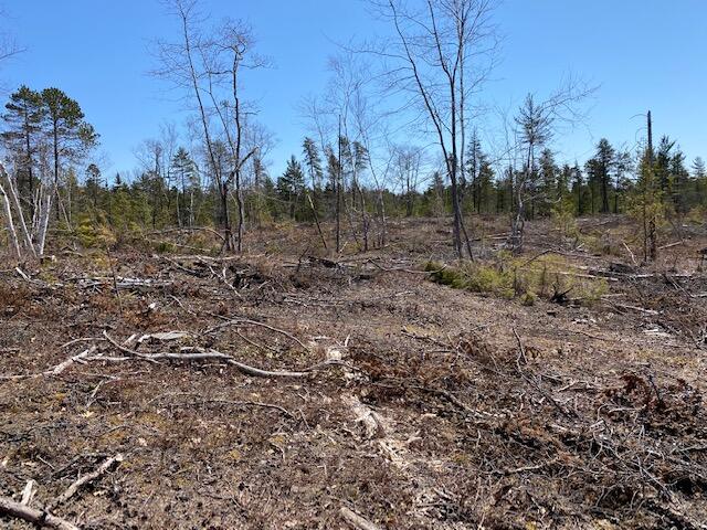 Tbd West Wild Cat Road Paradise, MI 49768 - Photo 12 of 16 Gallery Image 12