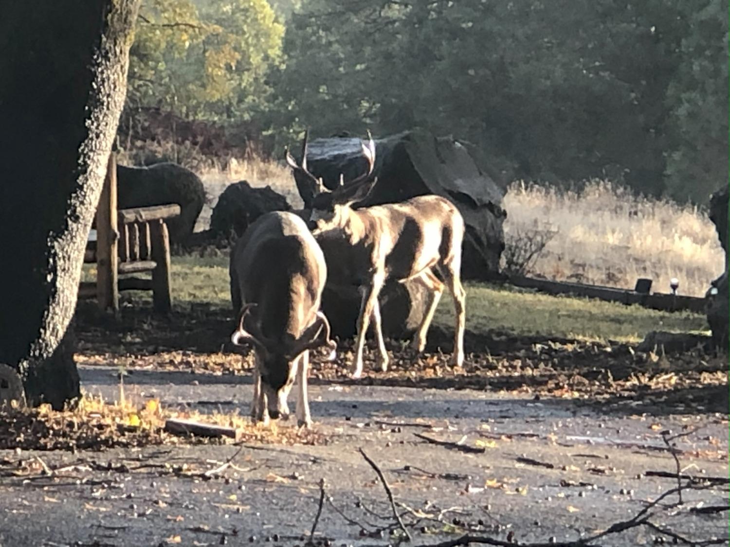 5110 Sly Park Road Pollock Pines, CA 95726 - Photo 42 of 86