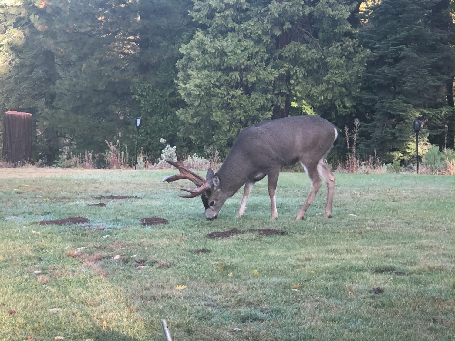 5110 Sly Park Road Pollock Pines, CA 95726 - Photo 43 of 86 a view of backyard with green space and trampoline