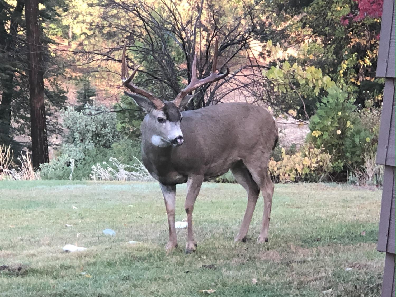 5110 Sly Park Road Pollock Pines, CA 95726 - Photo 45 of 86 a view of a yard with large trees and wooden fence