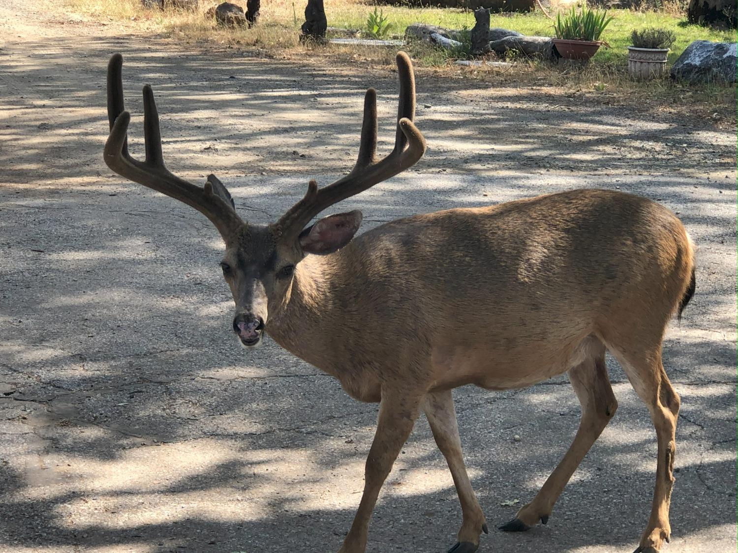 5110 Sly Park Road Pollock Pines, CA 95726 - Photo 46 of 86
