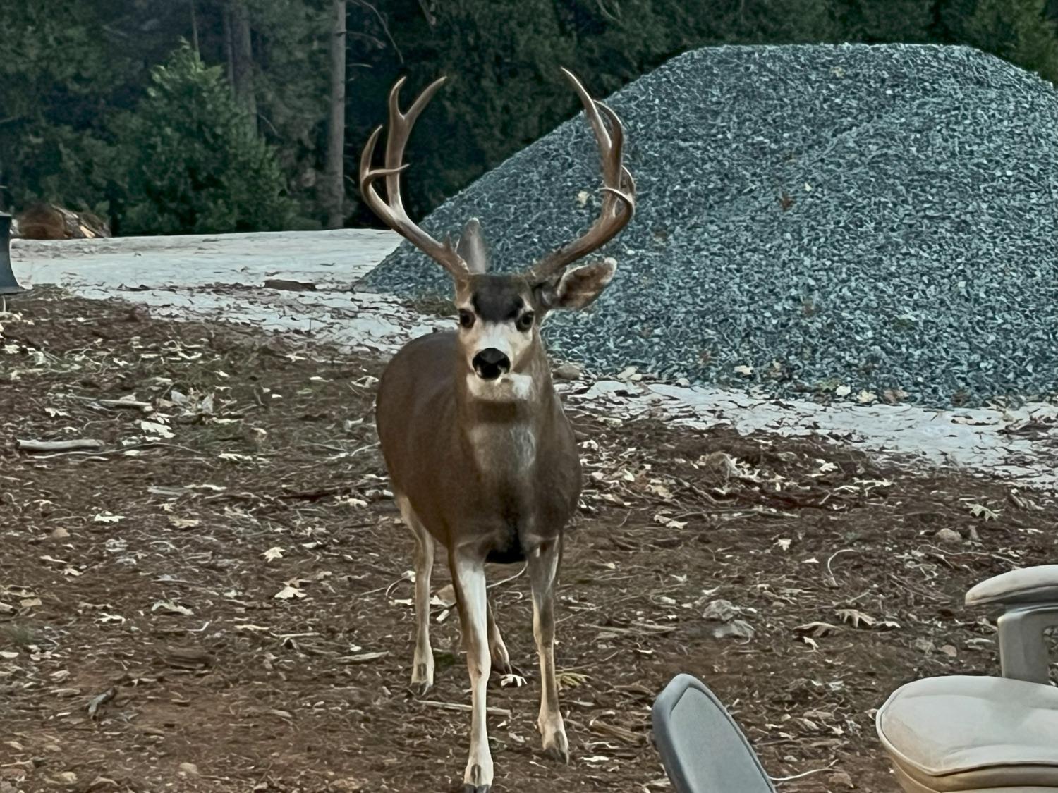 5110 Sly Park Road Pollock Pines, CA 95726 - Photo 47 of 86