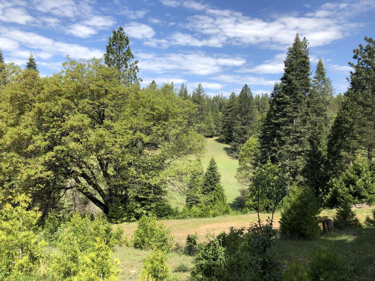 5110 Sly Park Road Pollock Pines, CA 95726 - Photo 48 of 86 a view of a yard with a tree
