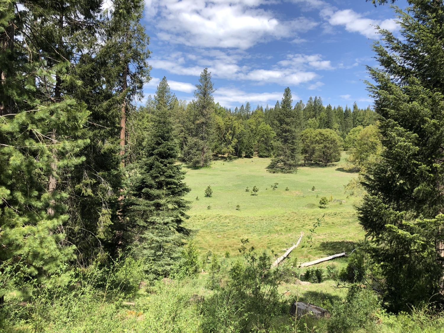 5110 Sly Park Road Pollock Pines, CA 95726 - Photo 49 of 86 a view of a big yard with lots of trees