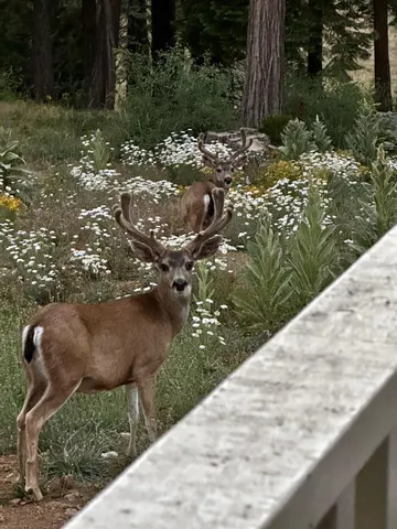 $2,250,000 | 5110 Sly Park Road, Pollock Pines, CA 95726