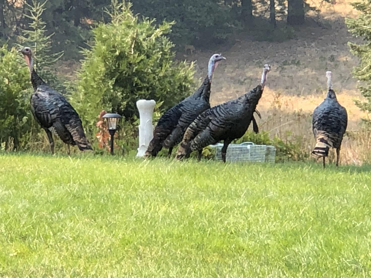 5110 Sly Park Road Pollock Pines, CA 95726 - Photo 57 of 86 a backyard of a house with table and chairs